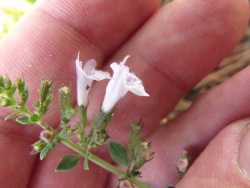 Calamintha nepeta